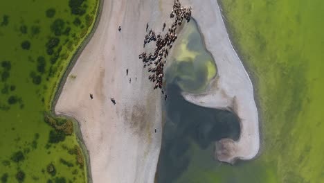 Aerial-drone-shot-top-view-herd-of-horse-along-beautiful-lake-in-mongolia